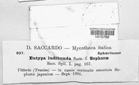 Eutypa ludibunda image